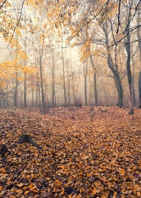 Foggy wood in Northern Italian autumn