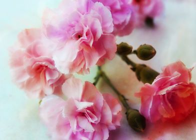 Beautiful soft romantic carnation. The carnation , scie ... 