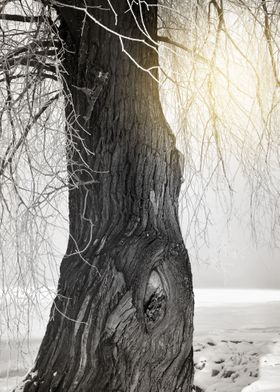 Sunburst through hoarfrost