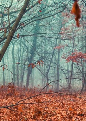 Foggy woodland