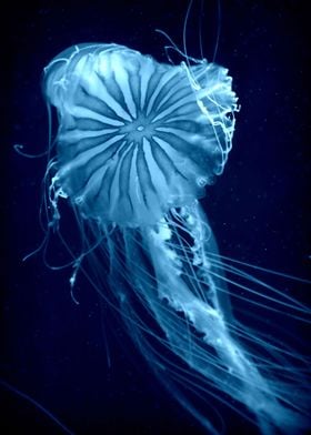 Sea Flower