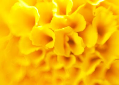 Macro of chrysanthemum
