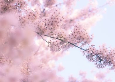Lovely Light Pink Ethereal Glowing Cherry Blossoms - Pr ... 