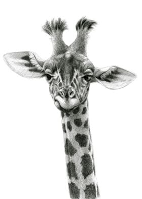 Young giraffe G053 by Svetlana Ledneva-Schukina ref.201 ... 