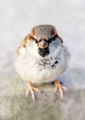 Sparrow Eagle Do-Little