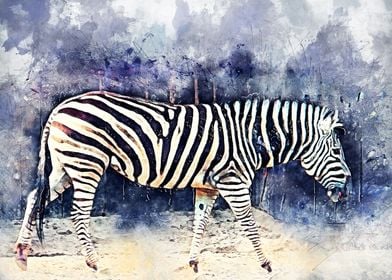 Zebra