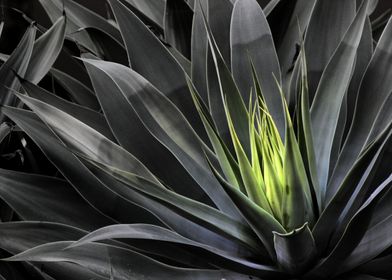 Selective color photography of a Giant Agave plant in S ... 