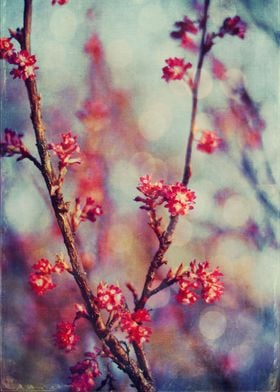 Blooming tree on a spring day - textured photograph