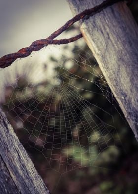 Oh what a web we weave