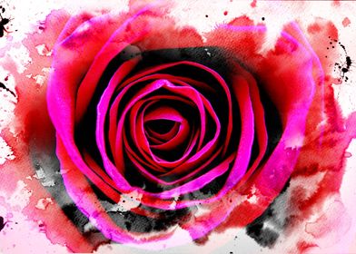 A mixed media art and photography piece of a red rose b ... 