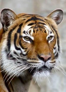 Graphic and photo mix - portrait of a tiger