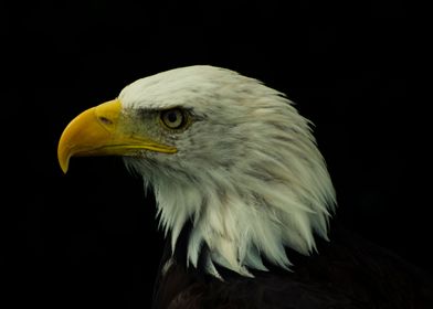 portrait of an Eagle