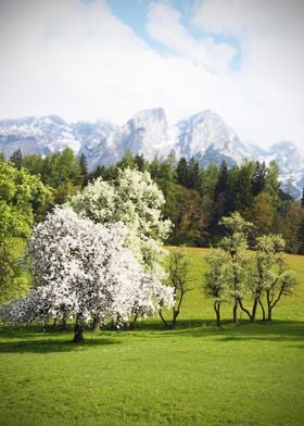 White blossoms of an apple tree contrast against a fres ... 