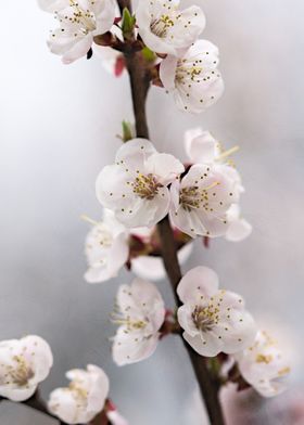 Gray Mists Of Spring