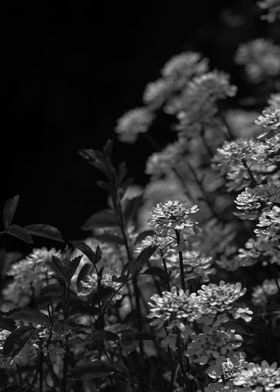 Black and white photo of Edelweiss blossoms photographe ... 