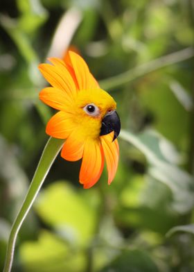 Funny Bird Flower