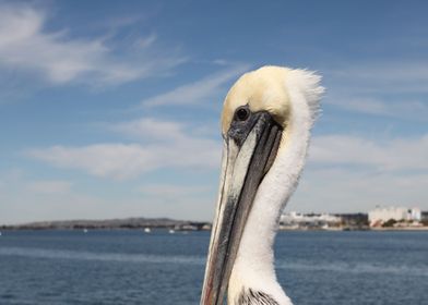 San Diego Pelican Grey pacific pelican with blue sky an ... 
