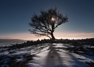 A bare tree in the first snow of 2016 in the Brecon Nat ... 