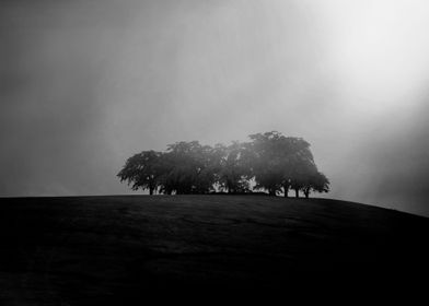 Trees on hill in black and white