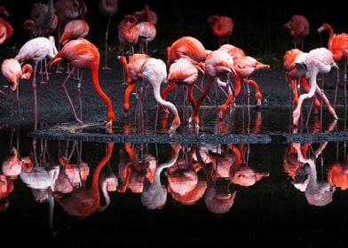 Flamingos or flamingoes are a type of wading bird in th ... 