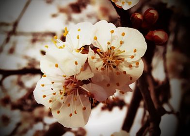 Beautiful soft delicate vintage style apricot blossoms  ... 