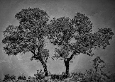 Monochromatic textured photography of Spanish Olive tre ... 