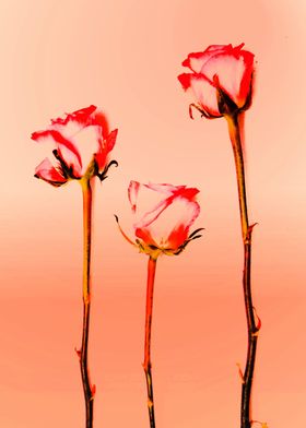 Three pretty pink roses by Clare Bevan Photography.