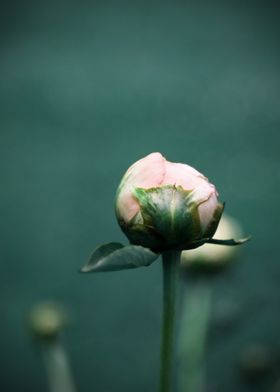 Pink Bud on Teal Green