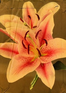 Beautiful vintage Stargazer floral art and photography  ... 