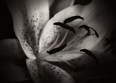 Deep dark  black and white macro of a Stargazer Lily by ... 
