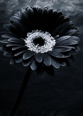 A very dark dramatic gerbera flower with texture from C ... 