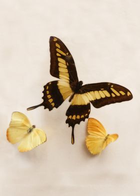 A yellow and black swallowtail butterfly flutters with  ... 