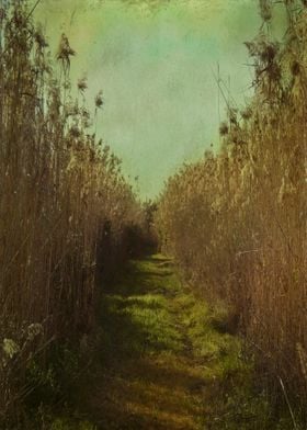 "The path into the unknown" Vintage color photograph