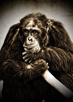 HDR photography of a chimpanzee in dark sepia by Clare  ... 