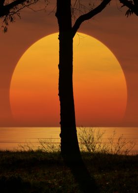 beautiful sunset  setting behind trees 