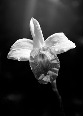 Orchid · Black and White