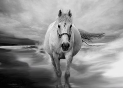 A white horse cantering through the waves on the seasho ... 