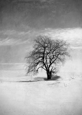 A lone tree captured in a snowy field in Upstate New Yo ... 