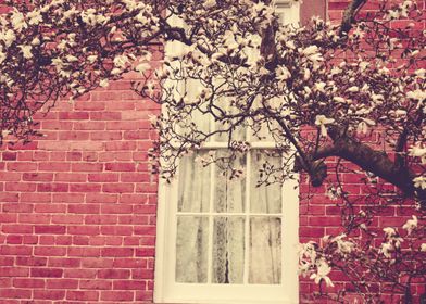 A magnolia tree blooms in front of a window with curtai ... 
