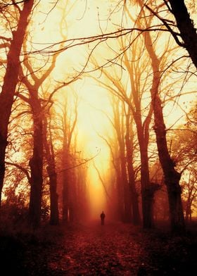 Silhouette of a man walking in the autumnal forest