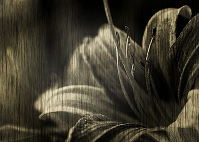 Vintage style monochromatic  floral photography of a Da ... 