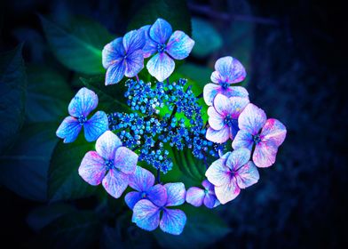 Blue Flower
