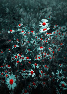 Field of Daisies