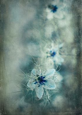 nigella damascena flowers