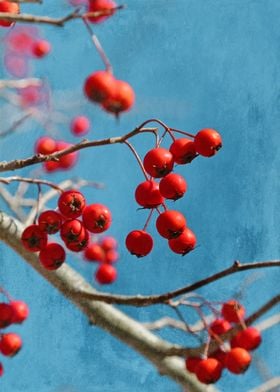 Bright red crabapples hang from a tree with blue sky an ... 