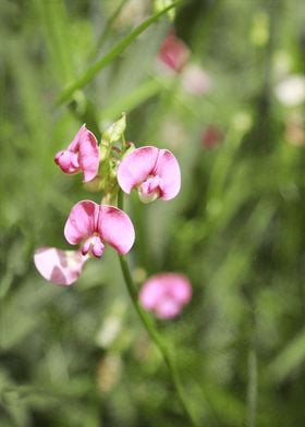 Delicate pink wildflowers with various green hues in th ... 