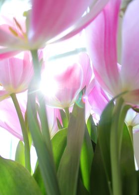 Tulip Flare