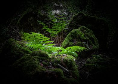 Hidden Forest, Ireland