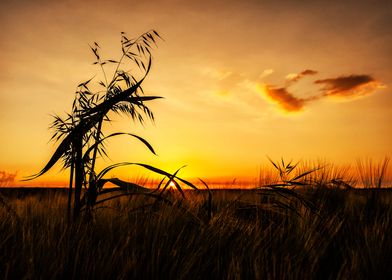 Sunset Grass