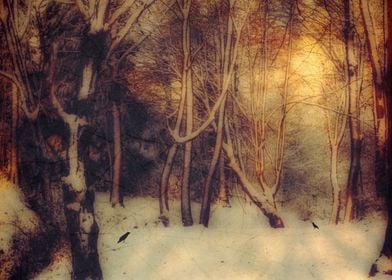 Winter forest in warm backlight